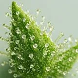Terpeni